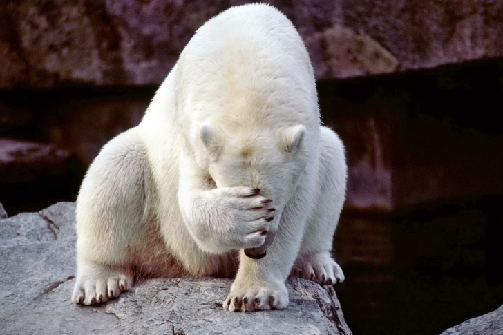 Sfondi Facepalm Bear