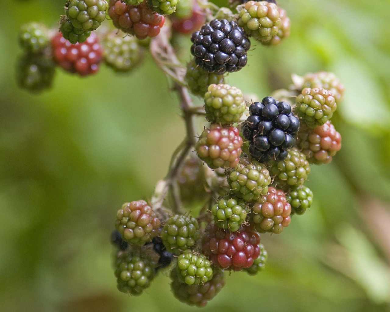 Blackberries wallpaper 1280x1024