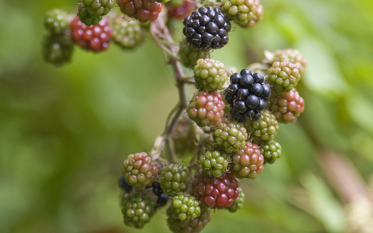 Fondo de pantalla Blackberries 1280x800