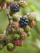 Fondo de pantalla Blackberries 132x176