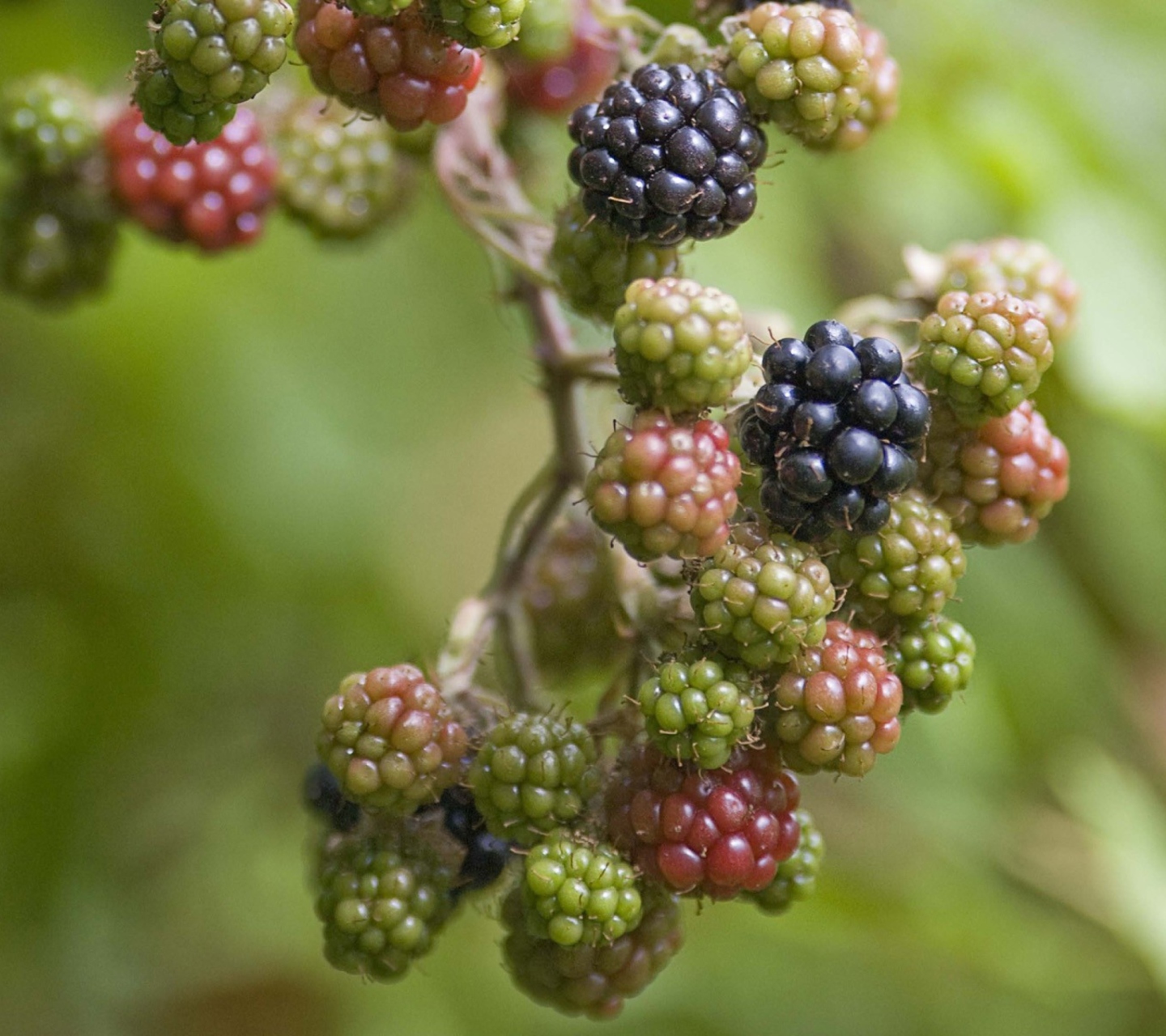 Blackberries wallpaper 1440x1280