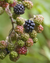 Sfondi Blackberries 176x220