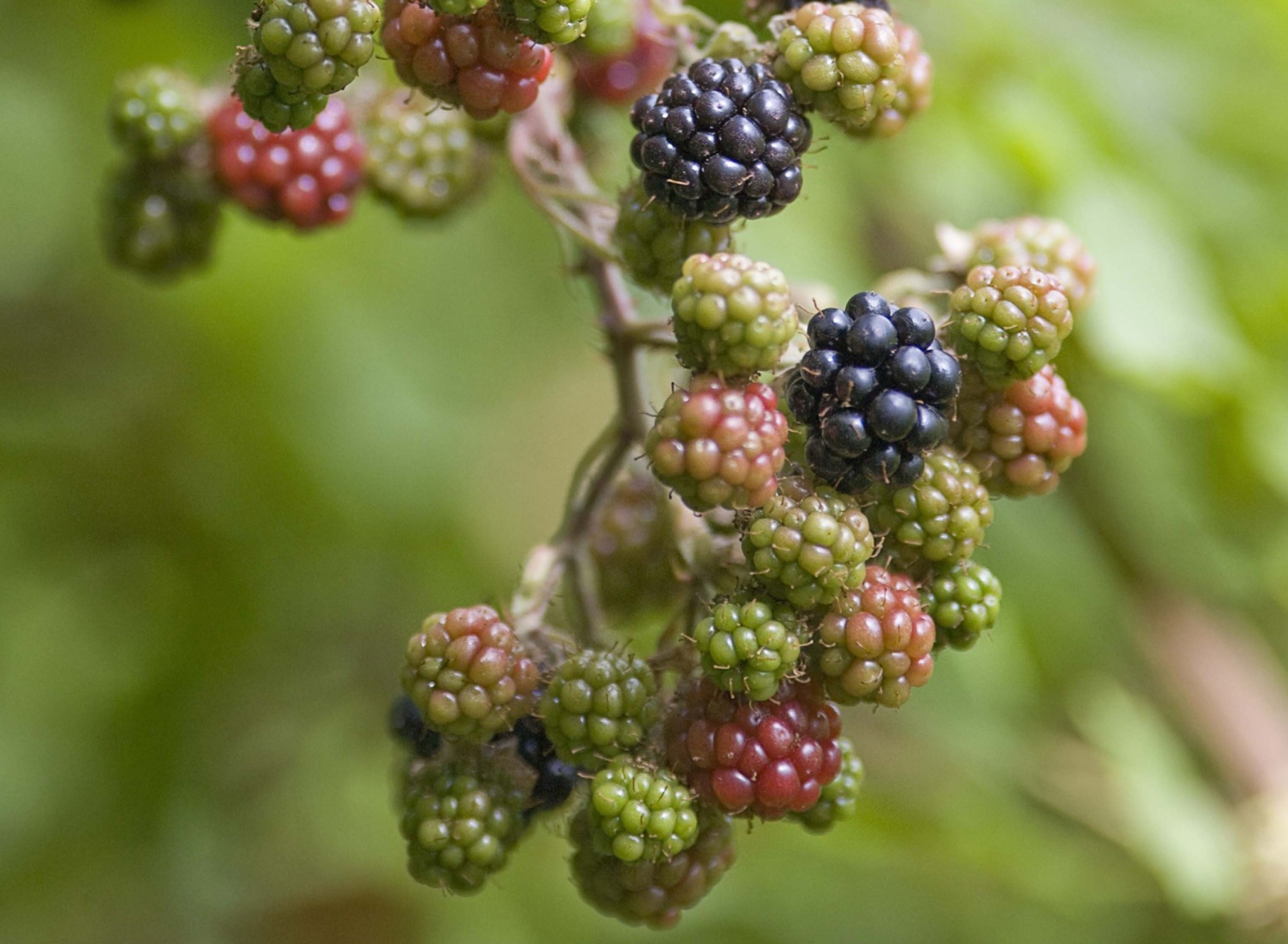 Fondo de pantalla Blackberries 1920x1408