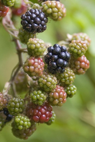 Sfondi Blackberries 320x480