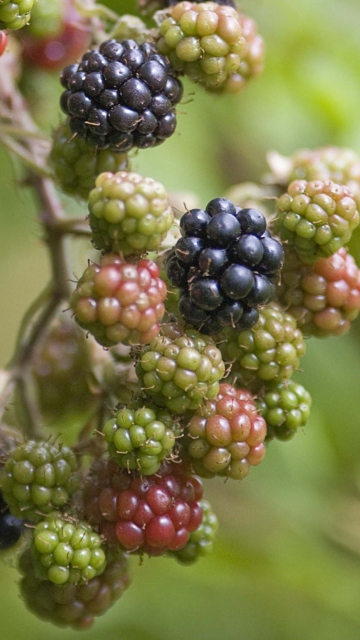 Blackberries wallpaper 360x640