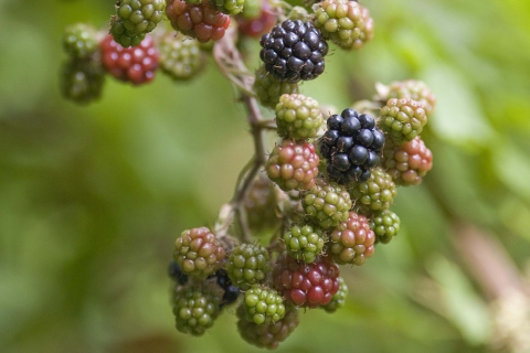 Sfondi Blackberries 480x320
