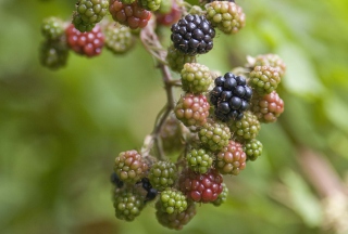 Blackberries papel de parede para celular para HTC Desire 310