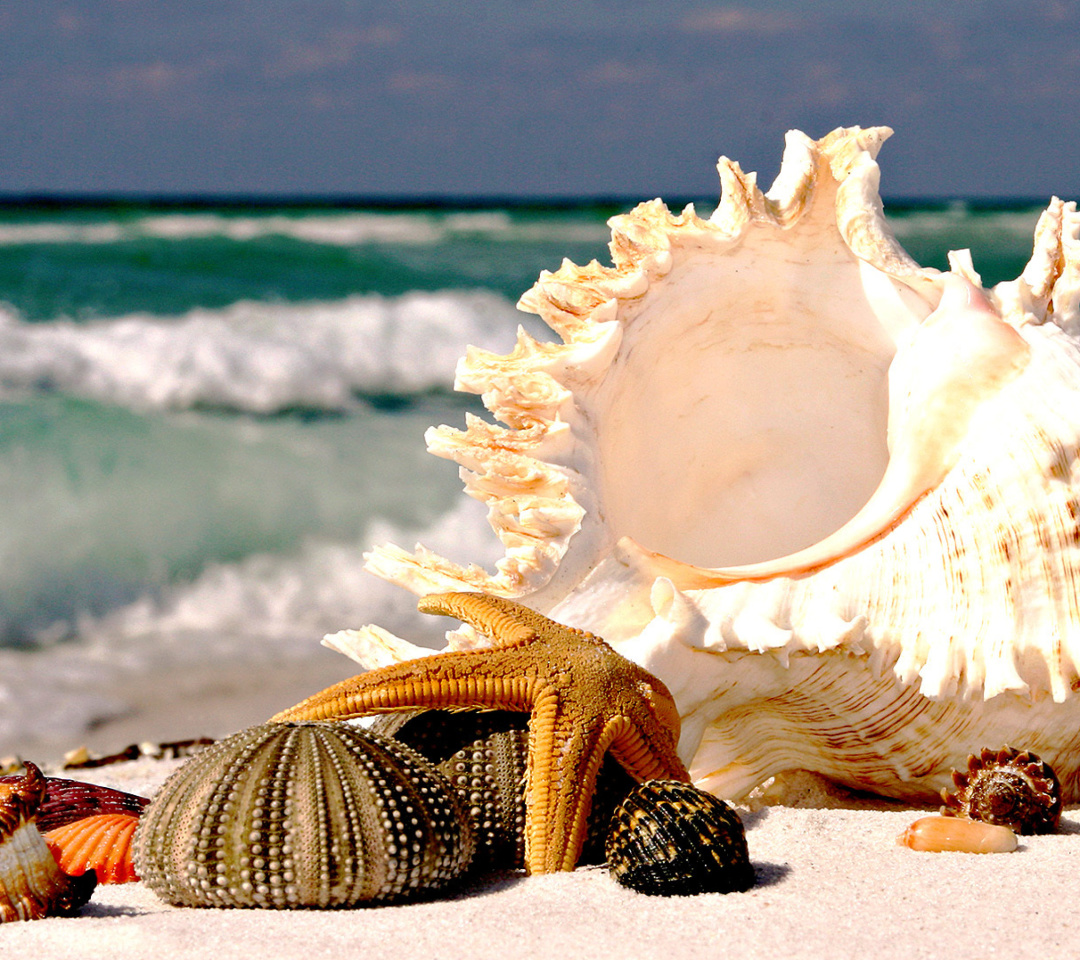 Screenshot №1 pro téma Seashells 1080x960