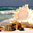 Sfondi Seashells 128x128