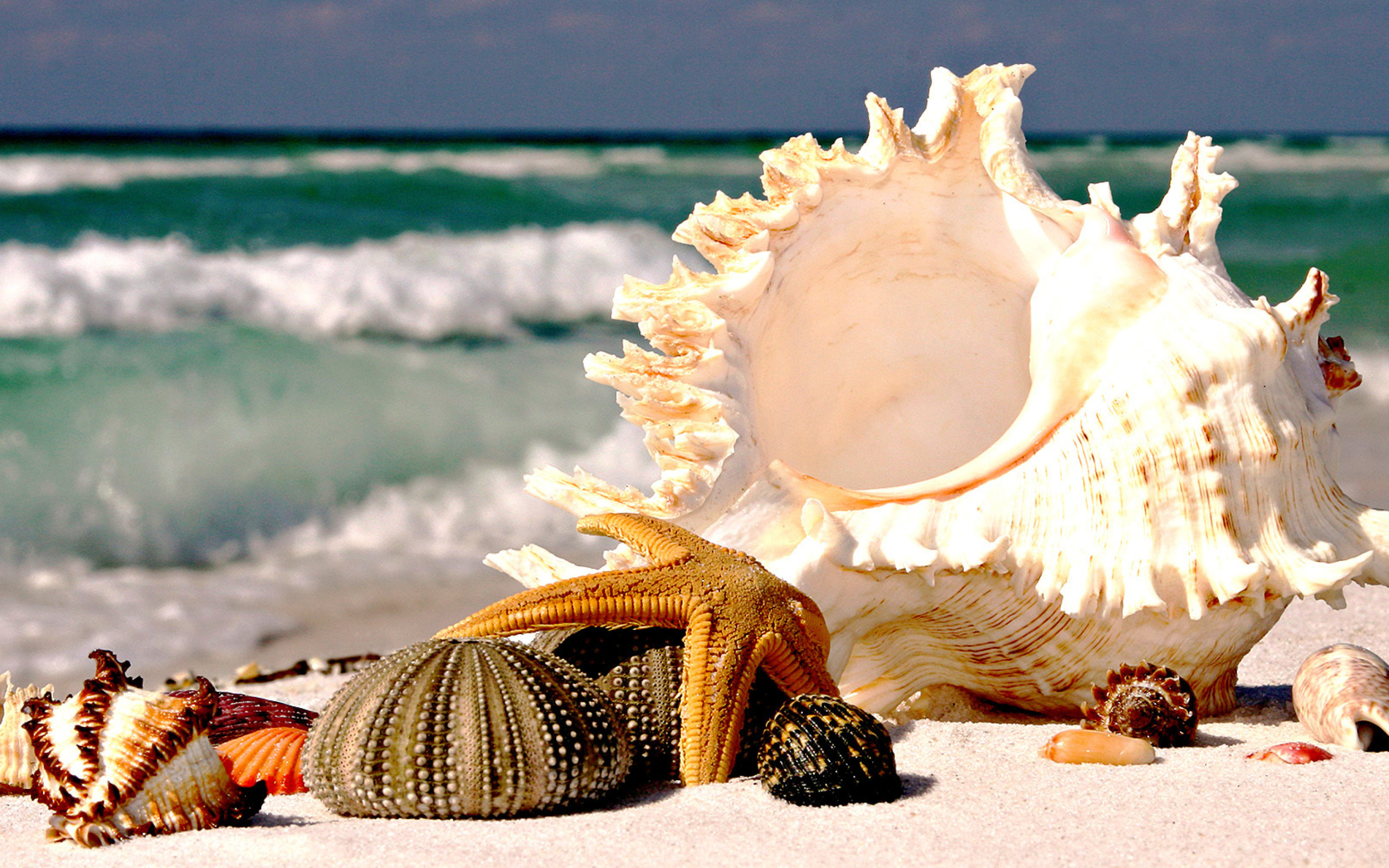 Seashells wallpaper 2560x1600