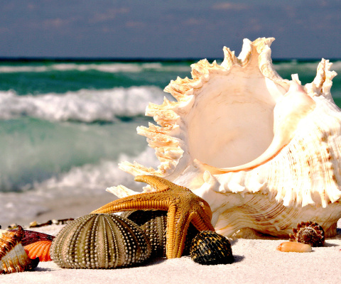 Das Seashells Wallpaper 480x400