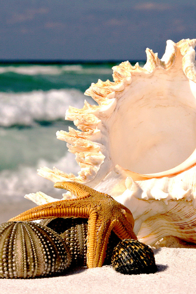 Seashells screenshot #1 640x960