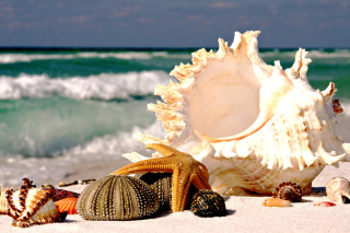 Seashells Wallpaper for Android, iPhone and iPad