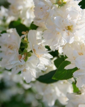Sfondi White Flowers 176x220