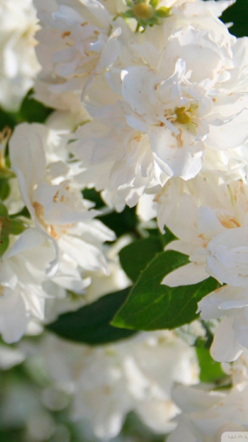 White Flowers wallpaper 360x640