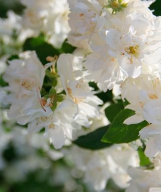 White Flowers - Obrázkek zdarma pro Nokia Asha 503