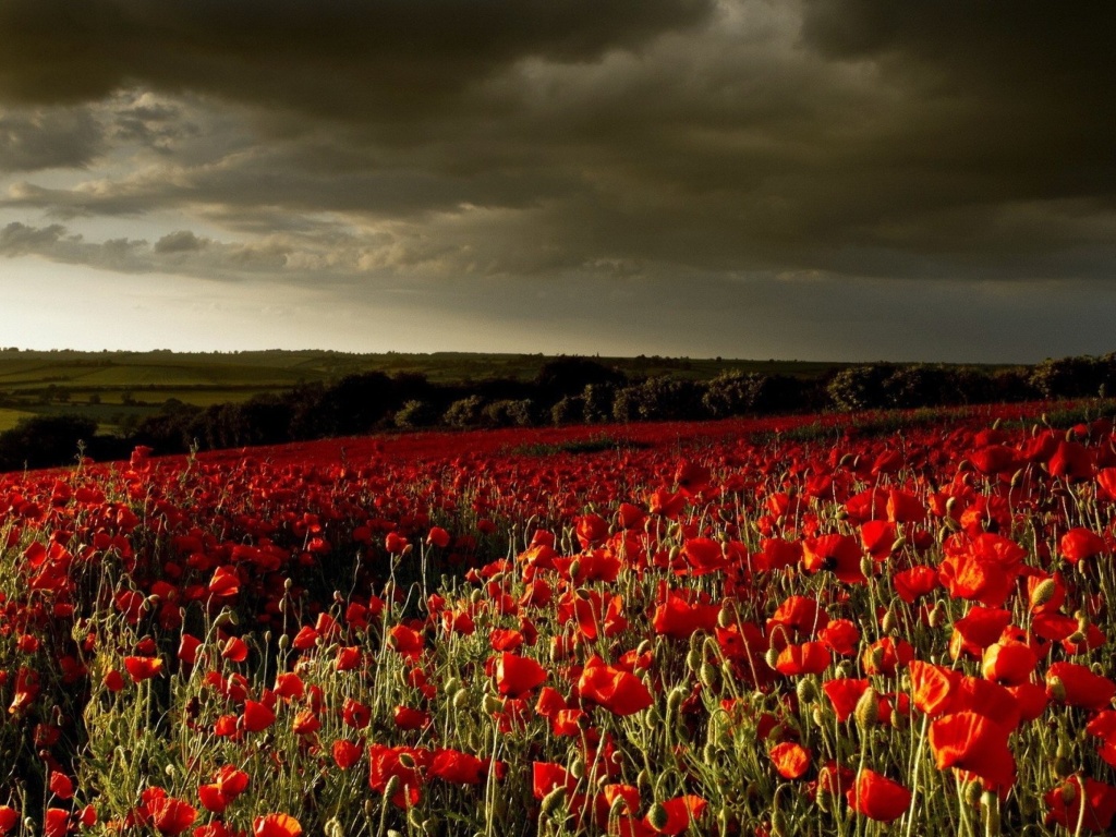 Fondo de pantalla Poppy Field Farm 1024x768