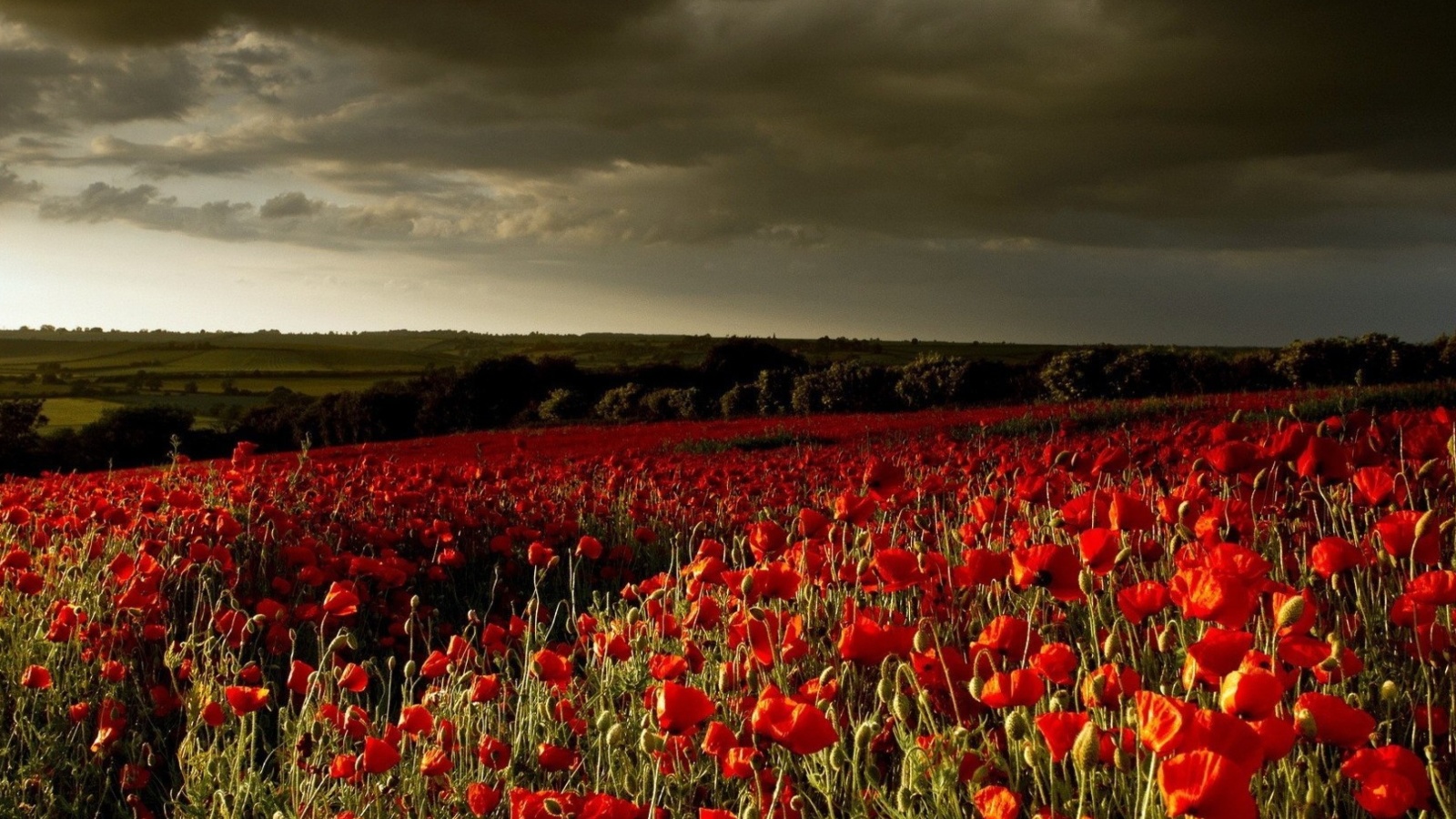 Обои Poppy Field Farm 1600x900