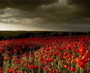 Fondo de pantalla Poppy Field Farm 176x144