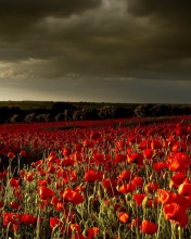 Poppy Field Farm wallpaper 176x220