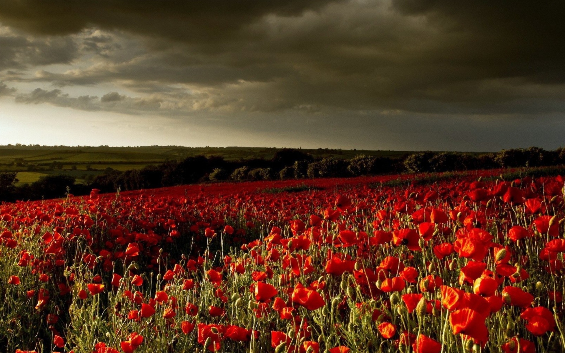 Fondo de pantalla Poppy Field Farm 1920x1200