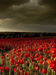 Fondo de pantalla Poppy Field Farm 240x320