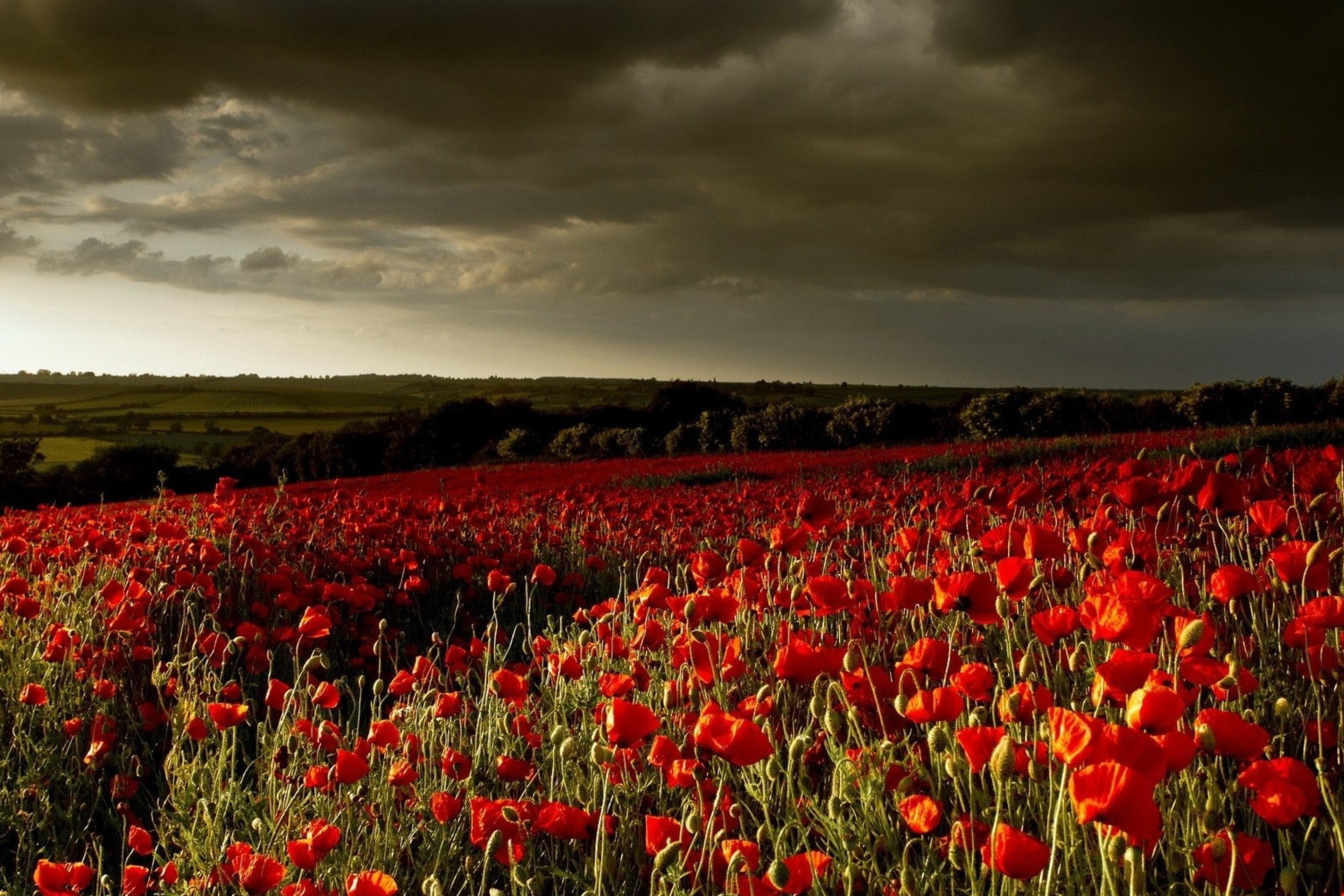 Fondo de pantalla Poppy Field Farm 2880x1920