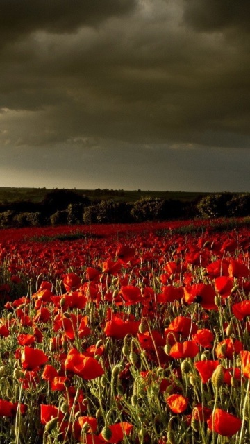 Sfondi Poppy Field Farm 360x640