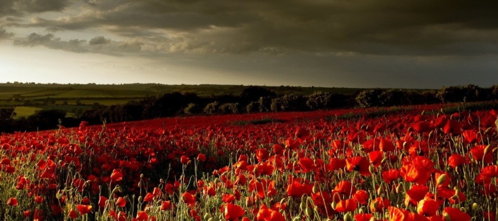 Poppy Field Farm wallpaper 720x320