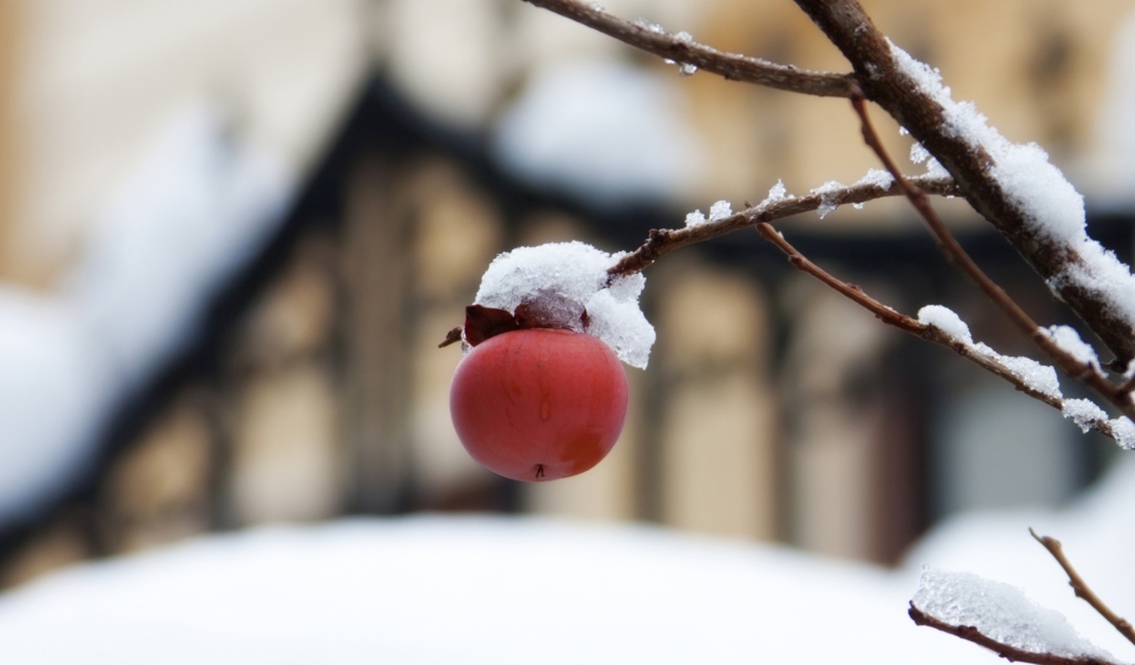 Apple And First Snow wallpaper 1024x600