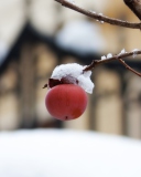 Das Apple And First Snow Wallpaper 128x160