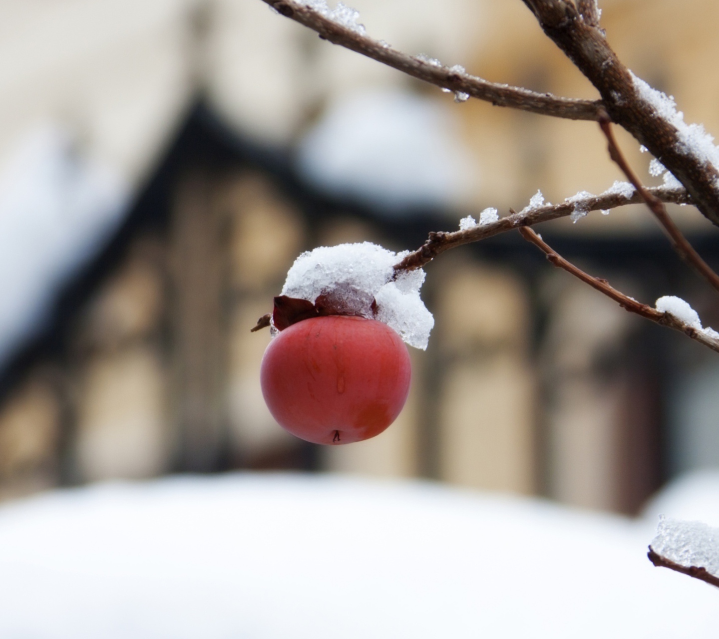 Apple And First Snow wallpaper 1440x1280