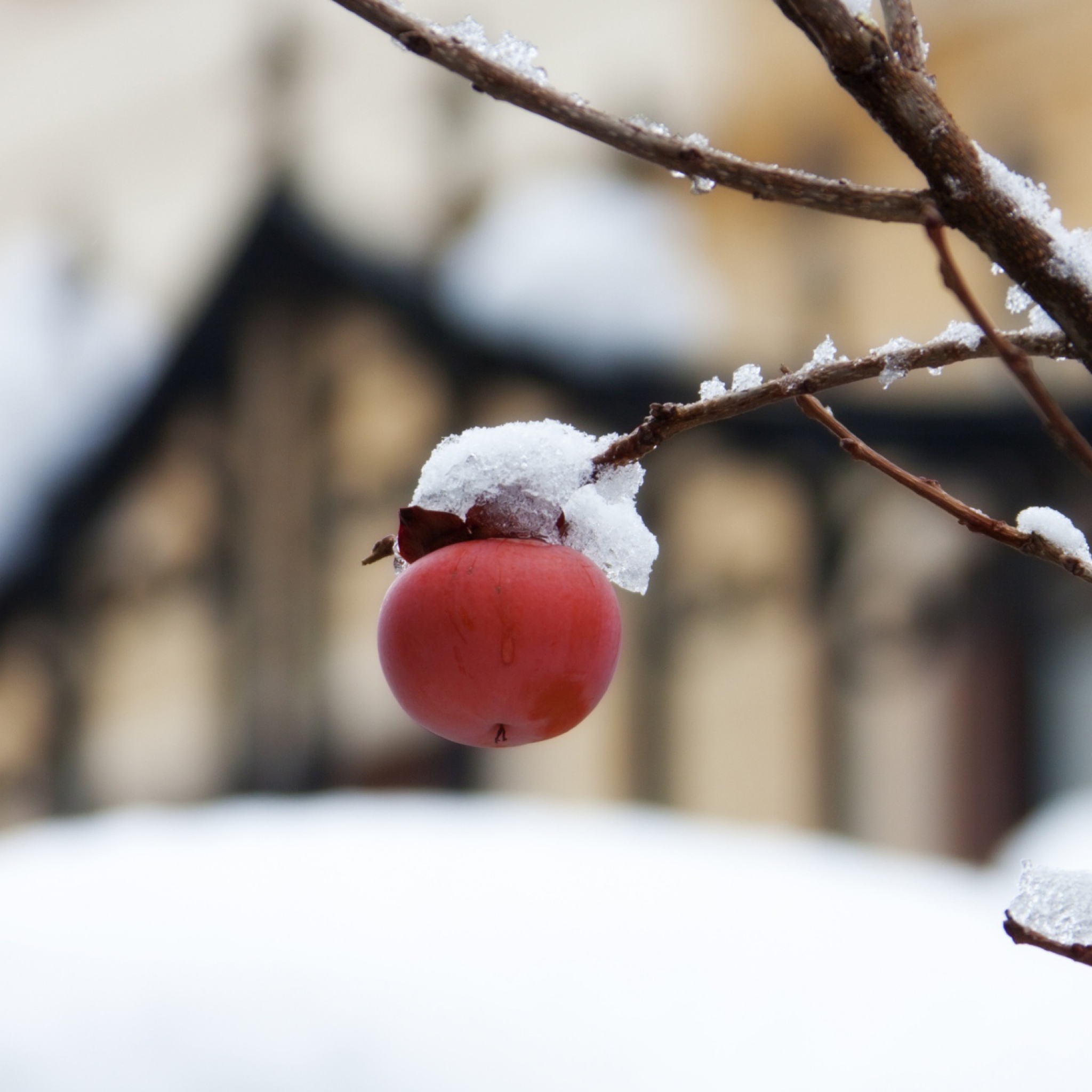 Обои Apple And First Snow 2048x2048