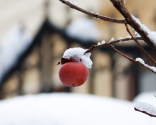 Das Apple And First Snow Wallpaper 220x176