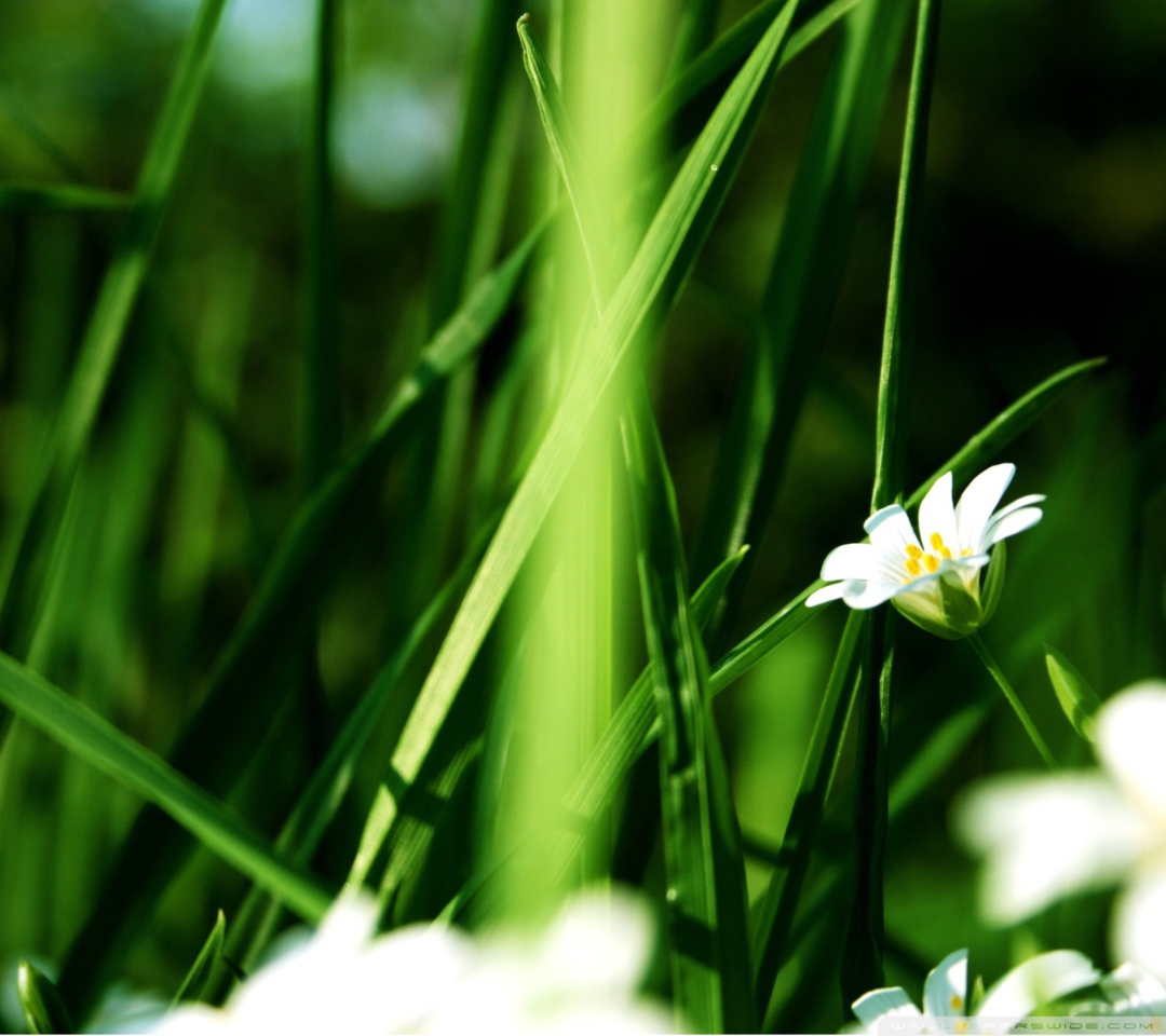 Sfondi Grass And White Flowers 1080x960