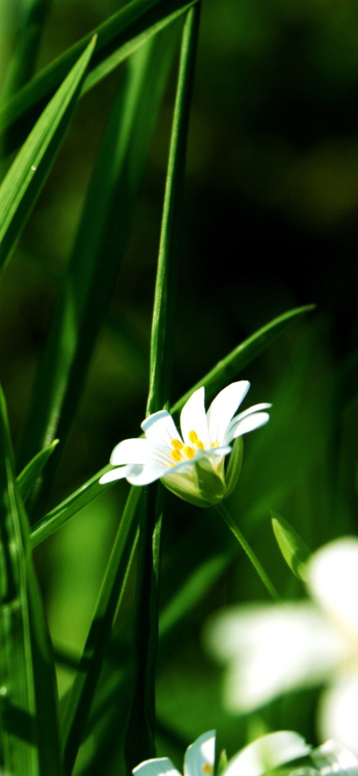Grass And White Flowers wallpaper 1170x2532