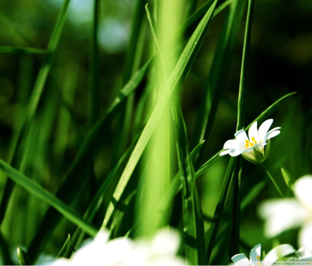 Screenshot №1 pro téma Grass And White Flowers 1200x1024