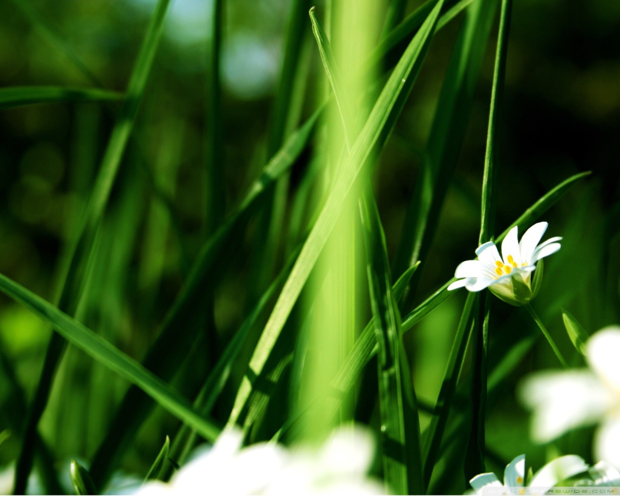 Grass And White Flowers wallpaper 1280x1024