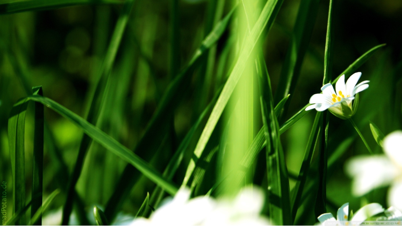 Обои Grass And White Flowers 1280x720