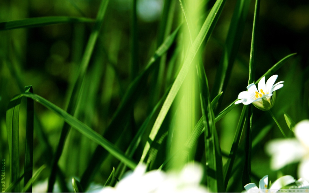 Обои Grass And White Flowers 1280x800