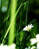 Das Grass And White Flowers Wallpaper 128x160