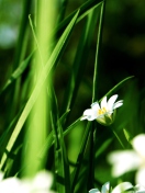Fondo de pantalla Grass And White Flowers 132x176
