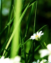 Grass And White Flowers wallpaper 176x220