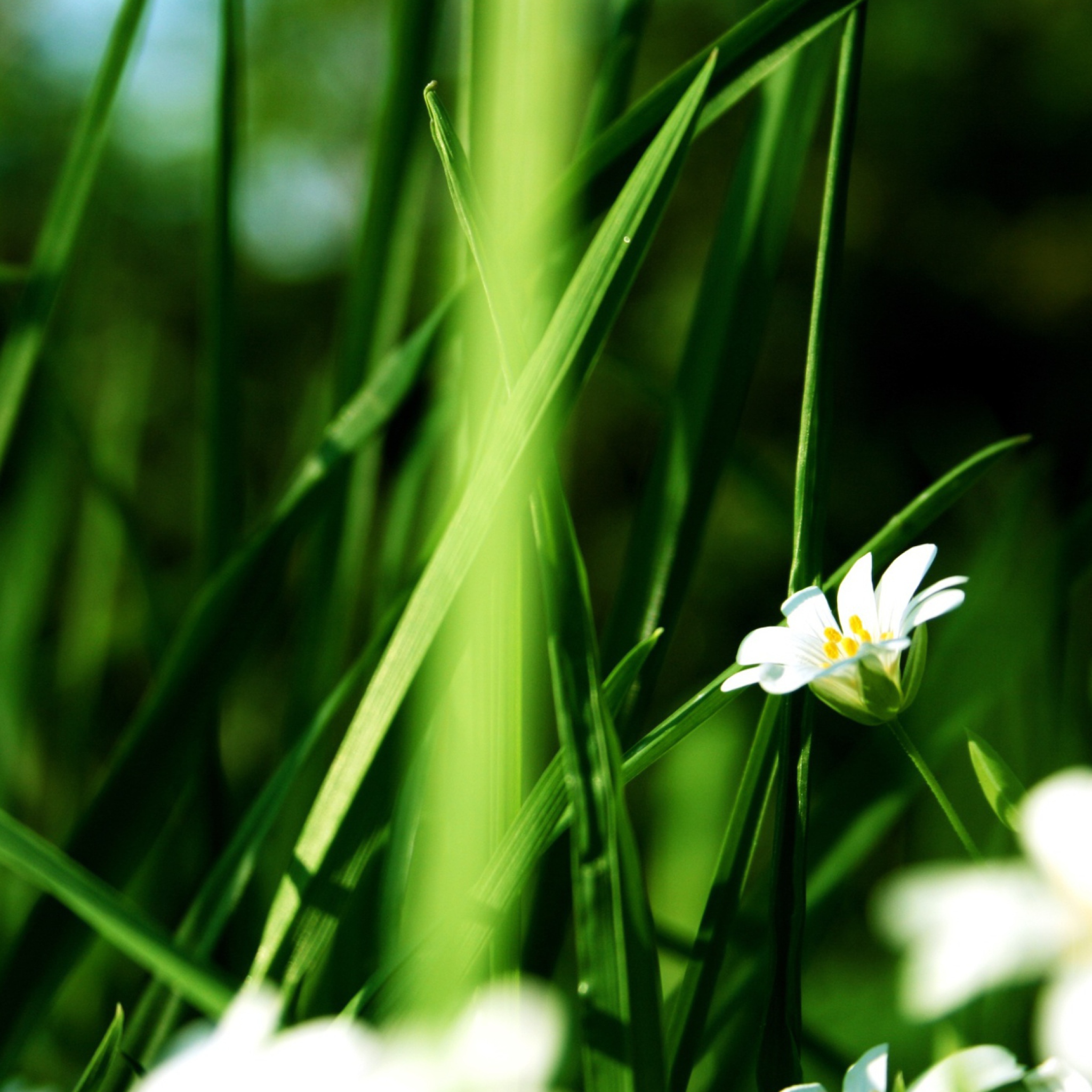 Screenshot №1 pro téma Grass And White Flowers 2048x2048
