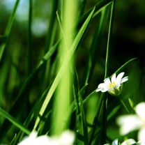 Grass And White Flowers wallpaper 208x208