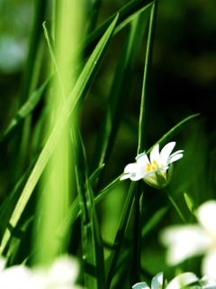 Grass And White Flowers wallpaper 240x320