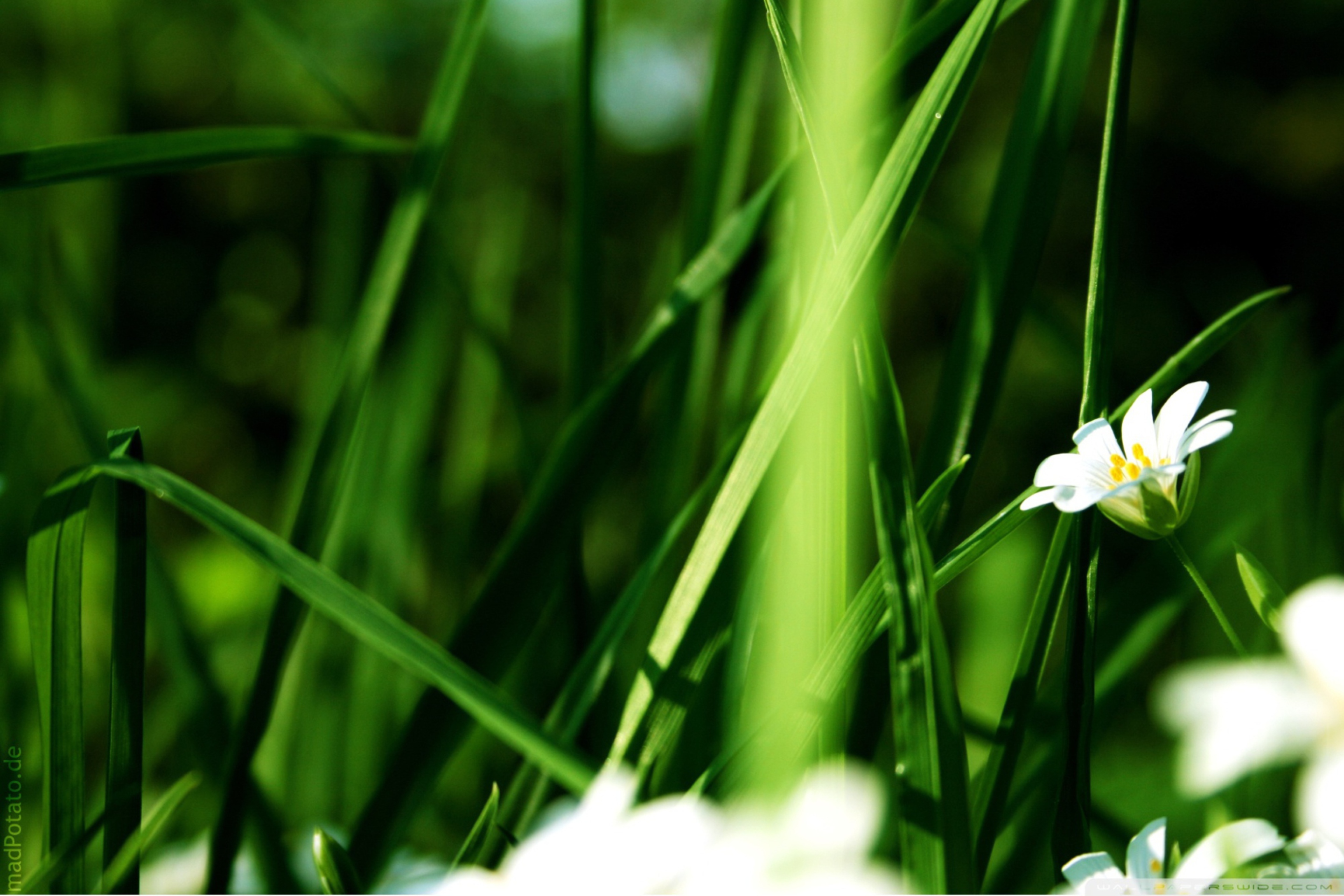 Обои Grass And White Flowers 2880x1920