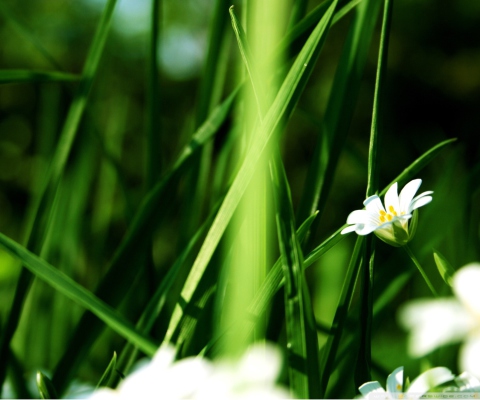 Обои Grass And White Flowers 480x400