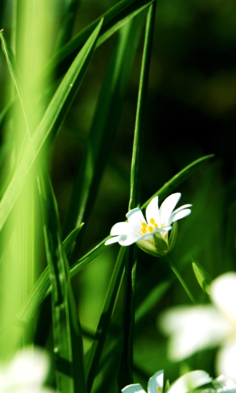 Grass And White Flowers screenshot #1 480x800