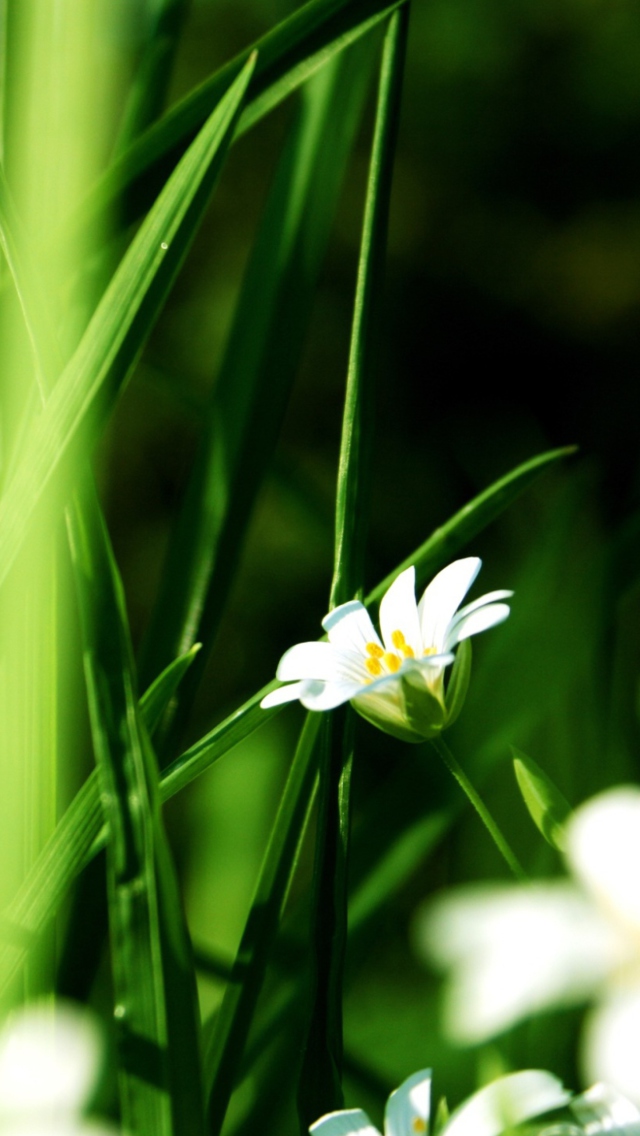 Fondo de pantalla Grass And White Flowers 640x1136